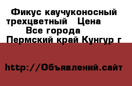 Фикус каучуконосный трехцветный › Цена ­ 500 - Все города  »    . Пермский край,Кунгур г.